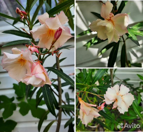 Олеандры махровые ароматные