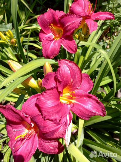 Лилейник Чикаго Апач