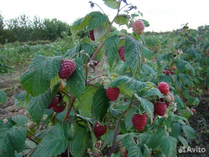 Малина свежая