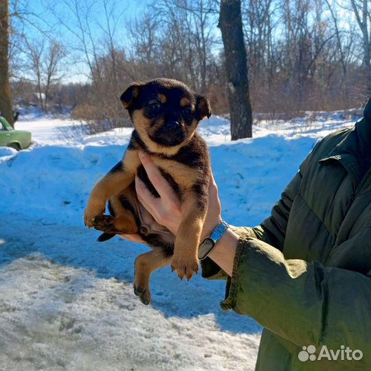 Дворовая собака