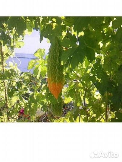 Мамордика рассада