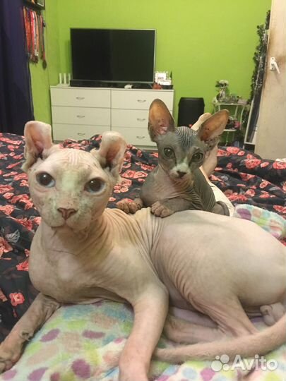 Канадский сфинкс эльф вязка