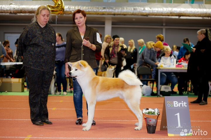 Кобель для вязки