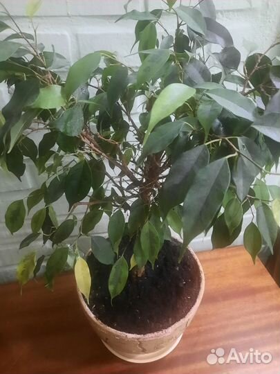 Фикус бенджамина Наташа
