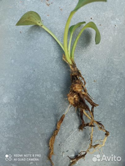 Полукарликовая хоста