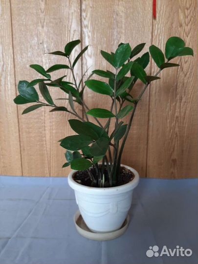 Комнатные растения