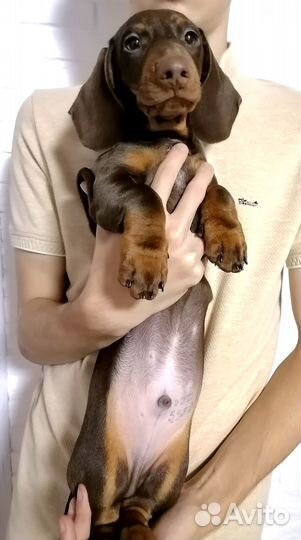 Щенок таксы