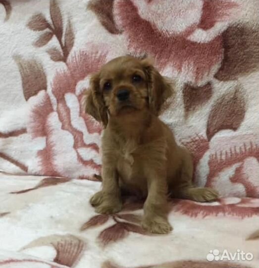 Лапочка дочка