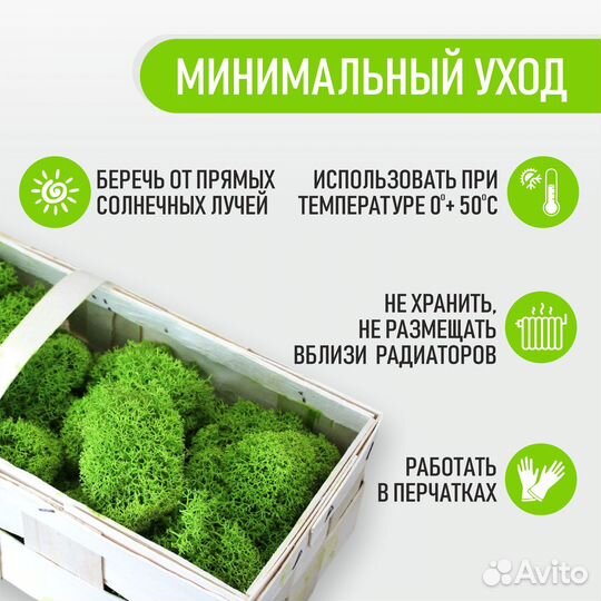 Стабилизированный мох от производителя