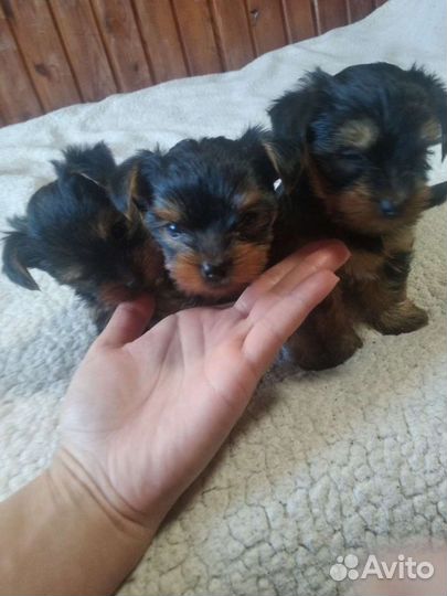 Йоркширский терьер вязка (кобель)