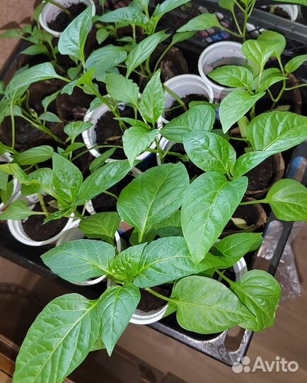 Рассада перца