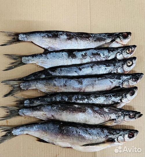 Вяленая чехонь рыба