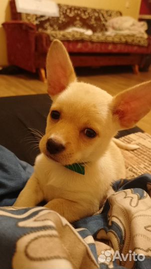 Чихуахуа в добрые руки