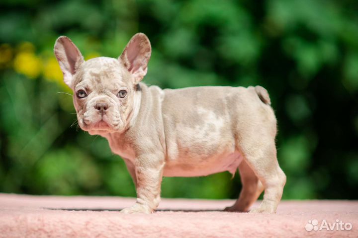 Французский бульдог Изабелла мерле