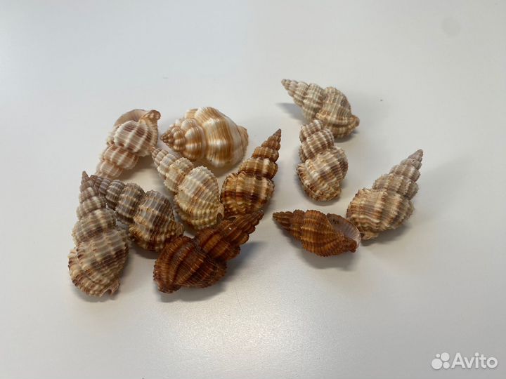 Морские ракушки