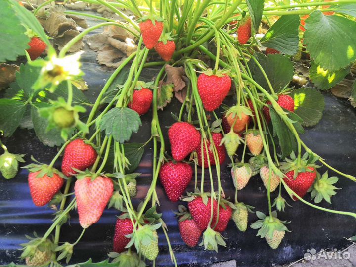 Рассада клубники