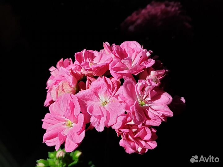 Сортовые пеларгонии,укорененные молодые растения