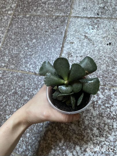 Комнатные растения