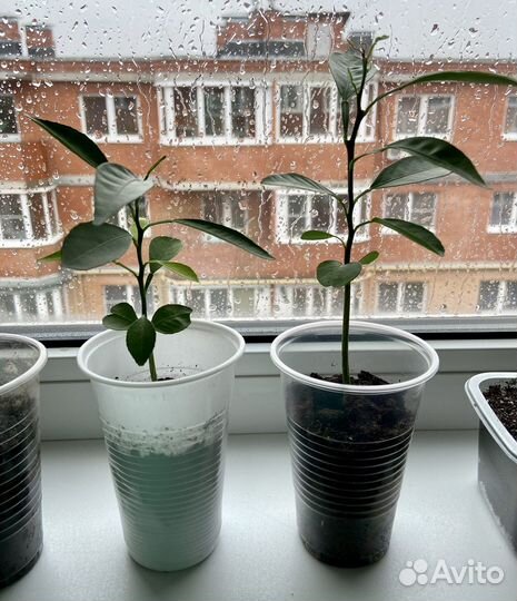 Комнатные цветы