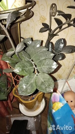 Комнатные цветы