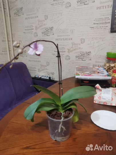 Орхидея фаленопсис