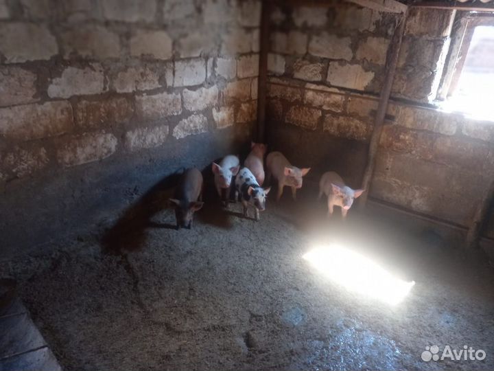 Поросенок 1 месяц