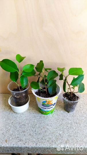 Фикусы разные
