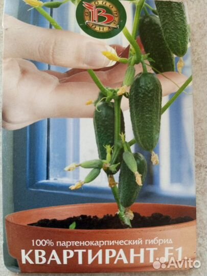 Рассада огурцов