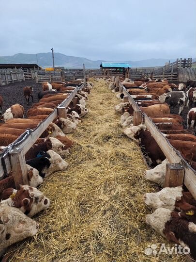 Бычки на откорм