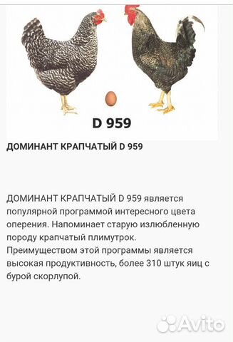 Цыплята чешский доминант RED barred объявление продам