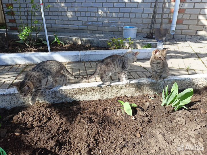 Британские котята короткошерстные