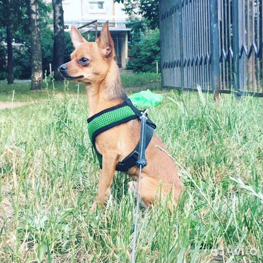 Русский той-терьер для вязки