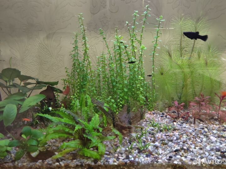 Расстения для аквариума