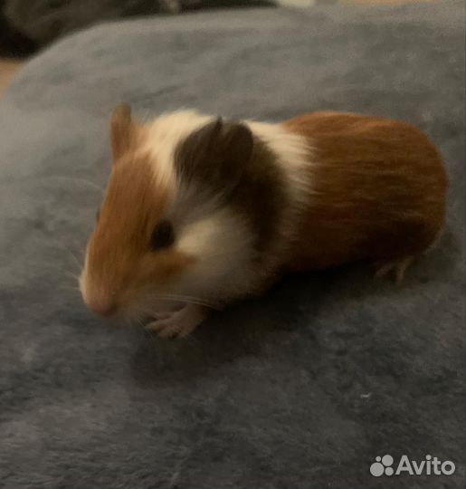 Морская свинка