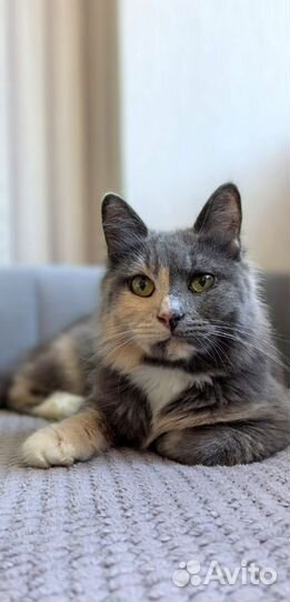 Кошка в частный дом ответственным людям