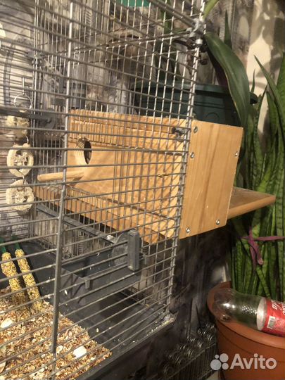 Волнистый попугай