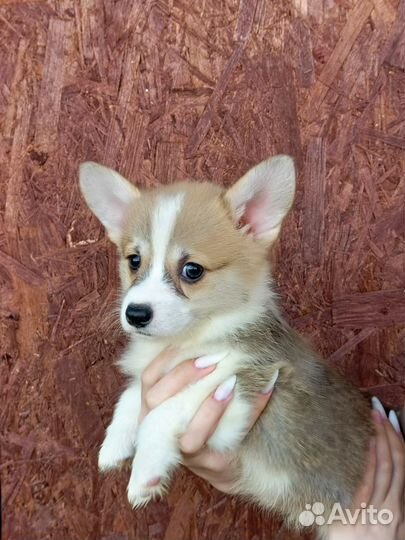 Щенки корги