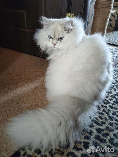 Британский длинношёрстный кот