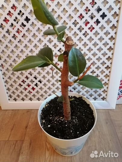 Фикус каучуконосный