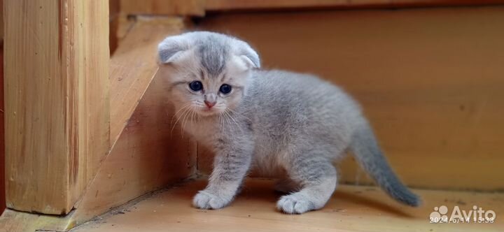 Шотландские вислоухие котята