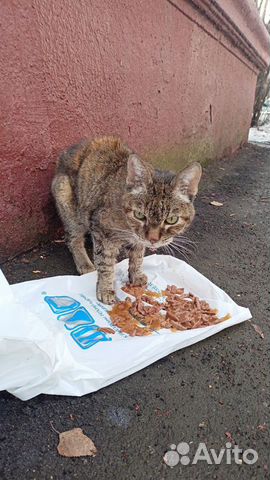 Бездомным кошкам наше участие объявление продам