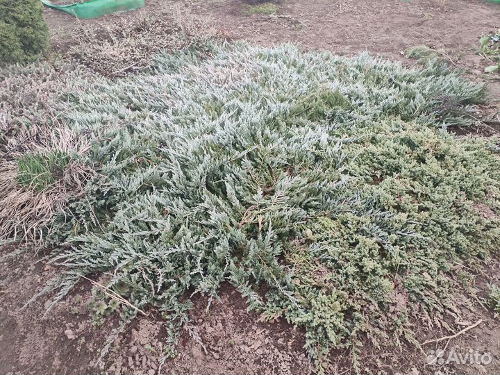 Можжевельник