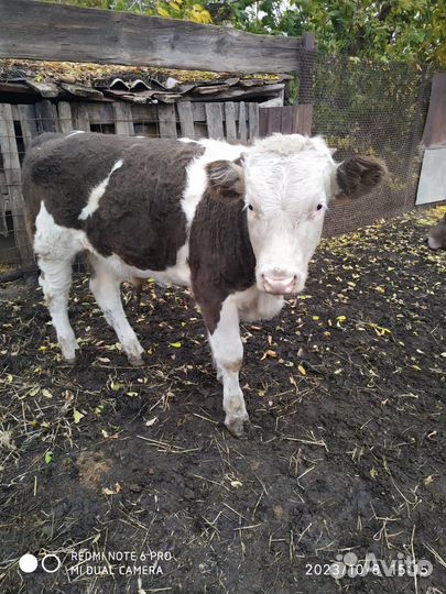 Бык и телочка