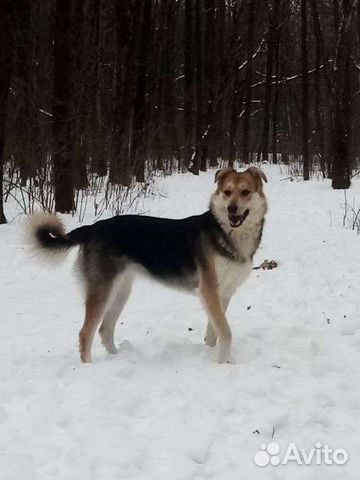 Собака в добрые руки