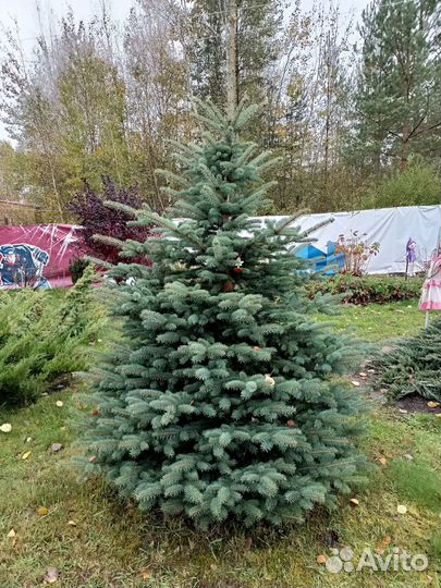 Живые елки