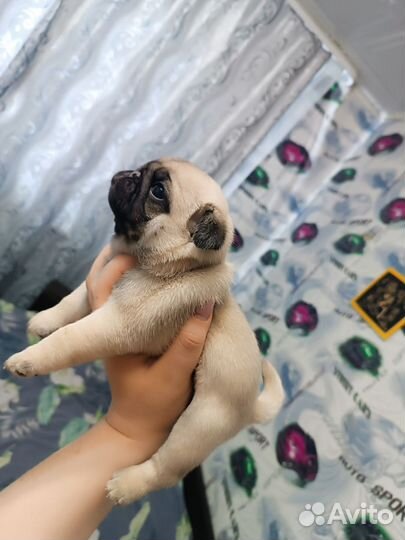 Щенки мопса мальчики и девочка