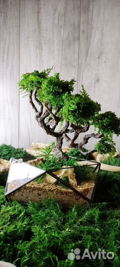 Бонсай/подарок/флорариум