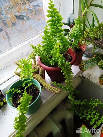 Папоротник