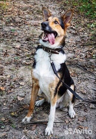 Собака из приюта