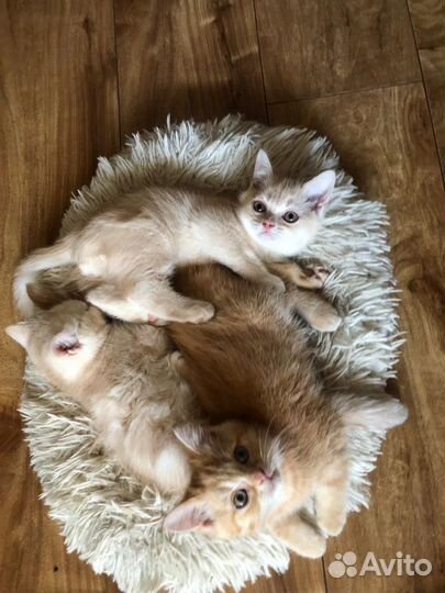 Шотландец вязка